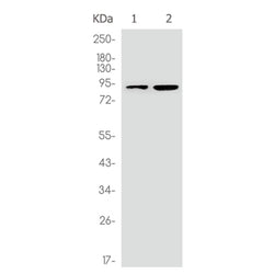 DLG4 rabbit monoclonal antibody