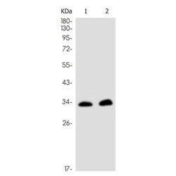 DLX3 rabbit monoclonal antibody