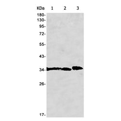 DLX4 rabbit monoclonal antibody