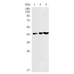 DNAJA4 rabbit monoclonal antibody