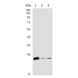 DNAJC12 rabbit monoclonal antibody