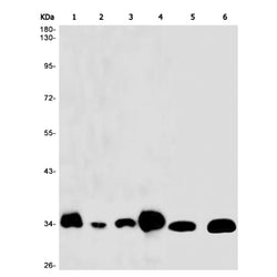 DNAJC8 rabbit monoclonal antibody