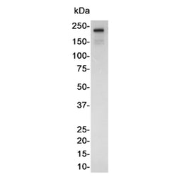 DNMT1 rabbit monoclonal antibody