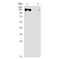 DNMT3A rabbit monoclonal antibody
