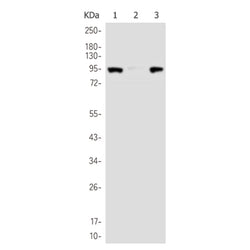 DNMT3B rabbit monoclonal antibody