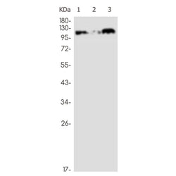 DOT1L rabbit monoclonal antibody