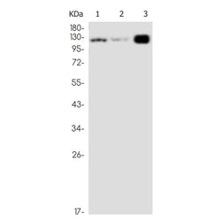 DPP4 rabbit monoclonal antibody