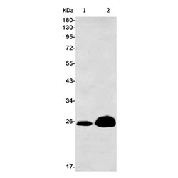 DTYMK rabbit monoclonal antibody