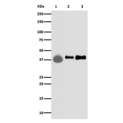 DUSP6 rabbit monoclonal antibody