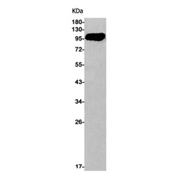 DVL2 (phospho-Ser143) rabbit monoclonal antibody