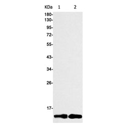 DYNLL1 rabbit monoclonal antibody