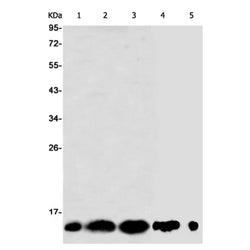 DYNLT1 rabbit monoclonal antibody