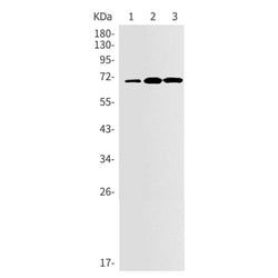 E2F1 rabbit monoclonal antibody