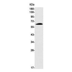 E2F4 rabbit monoclonal antibody