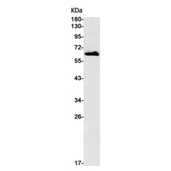 ECM1 rabbit monoclonal antibody
