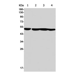 EEF1A1 rabbit monoclonal antibody