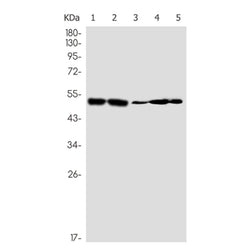 EEF1A2 rabbit monoclonal antibody