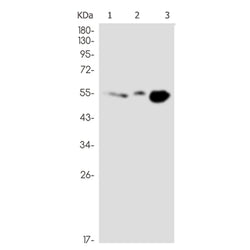 EFEMP1 rabbit monoclonal antibody