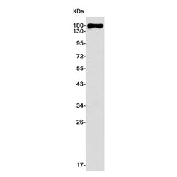 EGFR (phospho-Thr678) rabbit monoclonal antibody