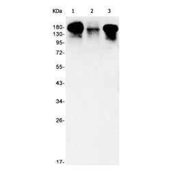 EGFR (phospho-Tyr1092) rabbit monoclonal antibody