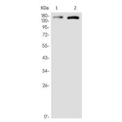 EGFR (phospho-Tyr1173) rabbit monoclonal antibody