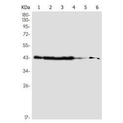 EGLN2 rabbit monoclonal antibody