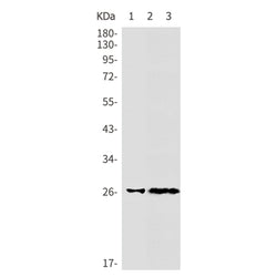 EGLN3 rabbit monoclonal antibody