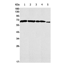 EHD1 rabbit monoclonal antibody
