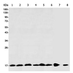 EIF1AX rabbit monoclonal antibody