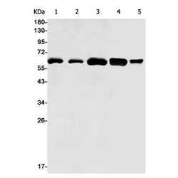 EIF2A rabbit monoclonal antibody