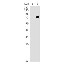 EIF2AK2 (phospho-Thr451) rabbit monoclonal antibody