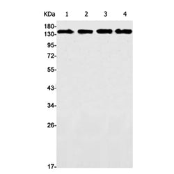 EIF2AK3 rabbit monoclonal antibody