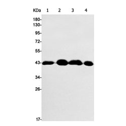 EIF2S1 (phospho-Ser51) rabbit monoclonal antibody