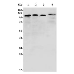 EIF3B rabbit monoclonal antibody