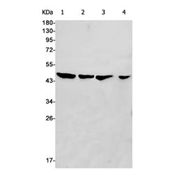 EIF4A1 rabbit monoclonal antibody