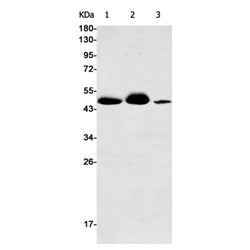 EIF4A3 rabbit monoclonal antibody