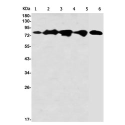 EIF4B (phospho-Ser406) rabbit monoclonal antibody