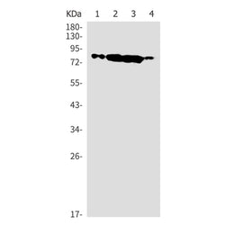 EIF4B rabbit monoclonal antibody
