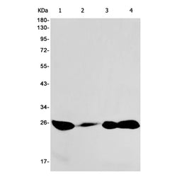 EIF4E (phospho-Ser209) rabbit monoclonal antibody