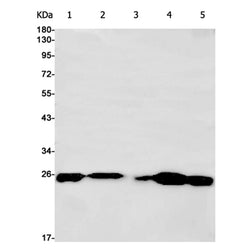 EIF4E rabbit monoclonal antibody