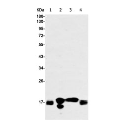EIF4EBP1 (phospho-Thr46) rabbit monoclonal antibody