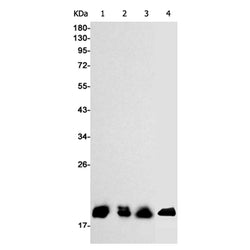 EIF4EBP1 rabbit monoclonal antibody
