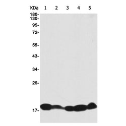 EIF5A rabbit monoclonal antibody