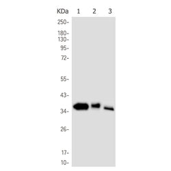 ELAVL1 rabbit monoclonal antibody