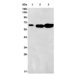 ELK1 rabbit monoclonal antibody