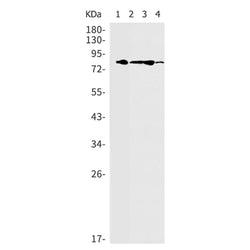 ELMO1 rabbit monoclonal antibody