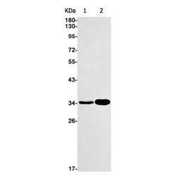 ELOVL5 rabbit monoclonal antibody