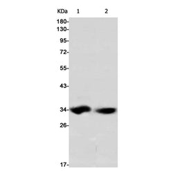 EMD rabbit monoclonal antibody