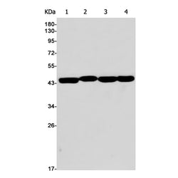 ENO3 rabbit monoclonal antibody
