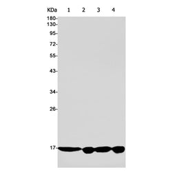 ENSA rabbit monoclonal antibody